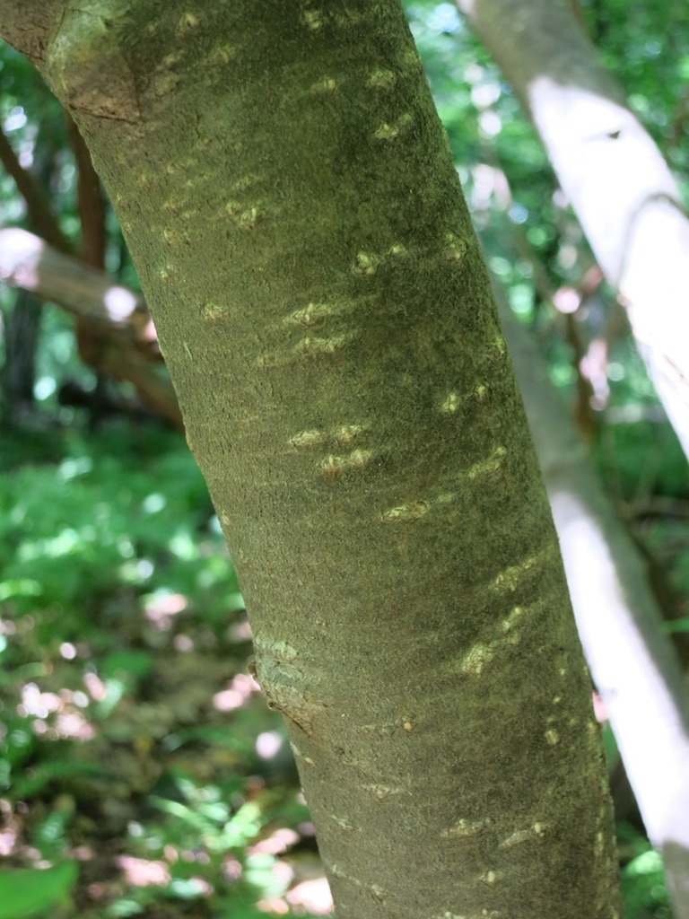 Bark