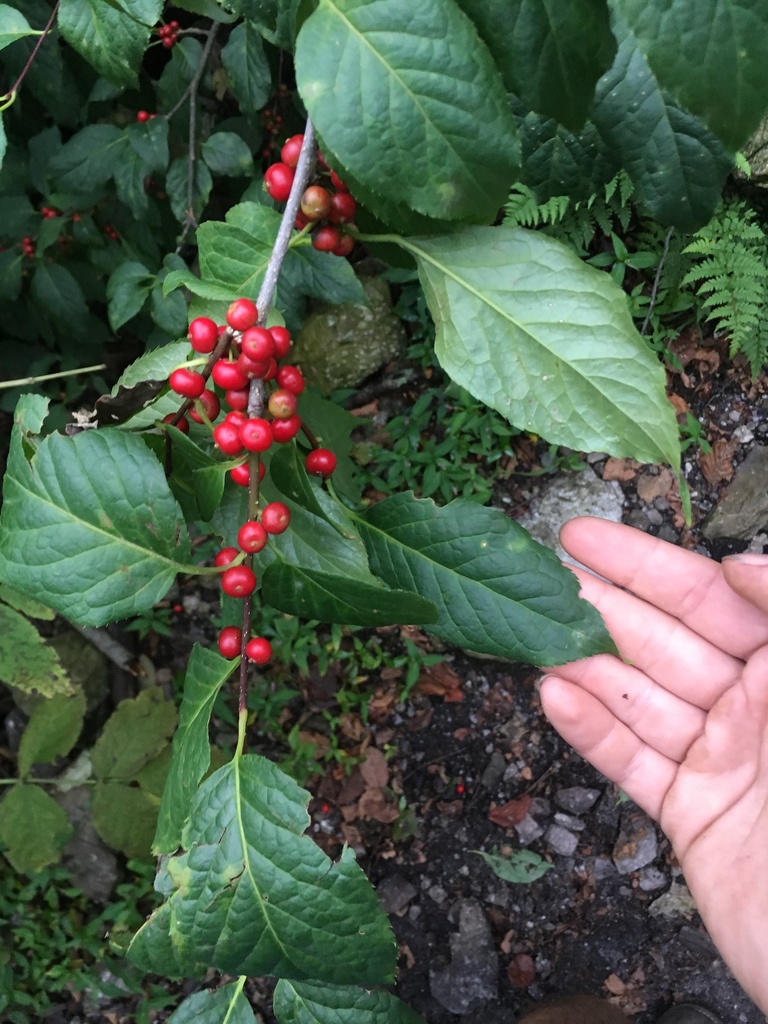 Mature fruit
