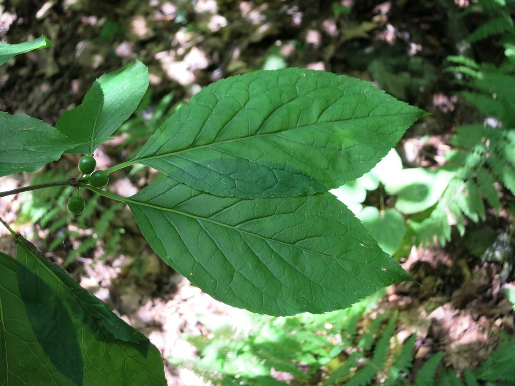 Leaf closeup