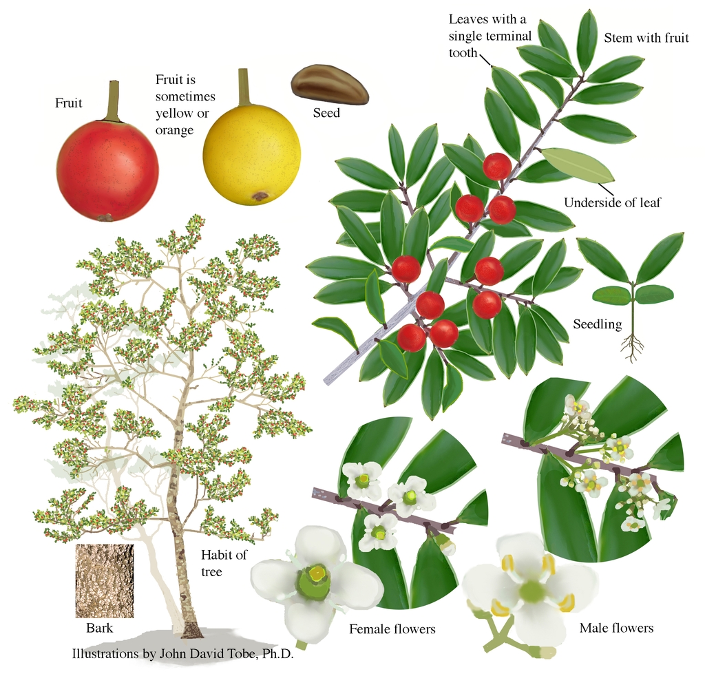 Illustration of all the details of this species.