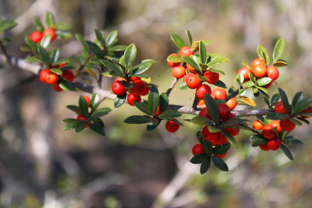 Fruit