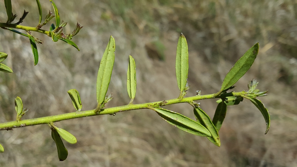 Stem