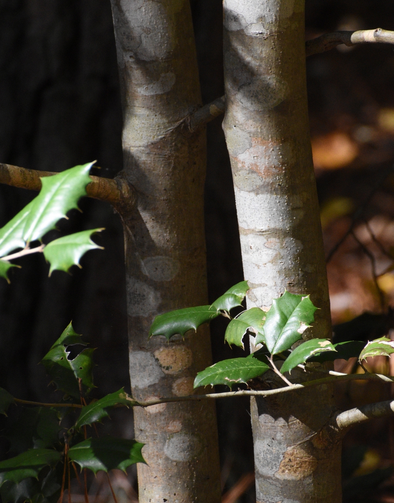 Ilex opaca