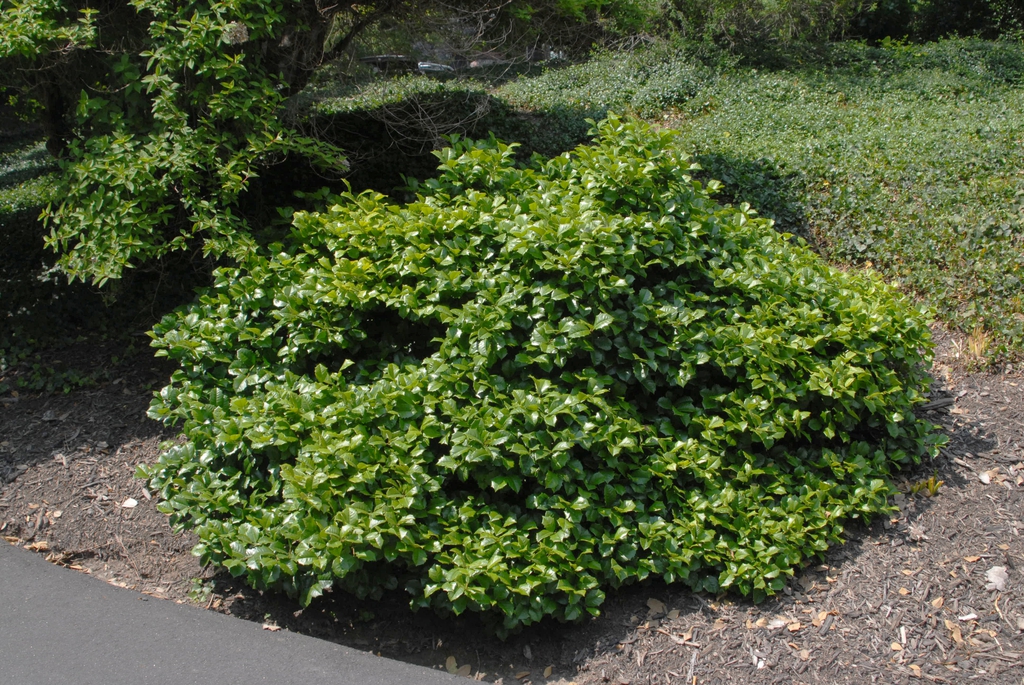 Ilex opaca