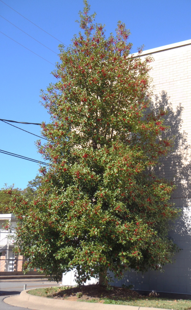 Ilex opaca