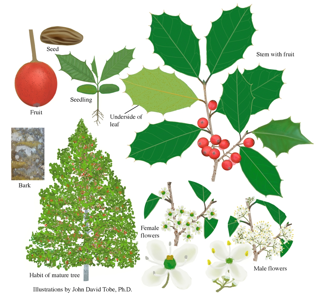 Color illustrations of the technical details of this species.