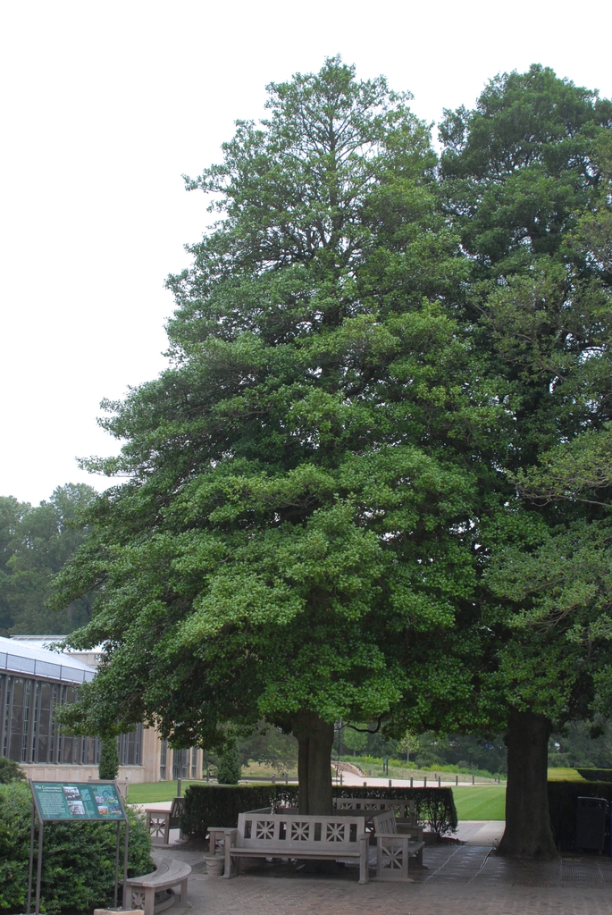 Ilex opaca Form