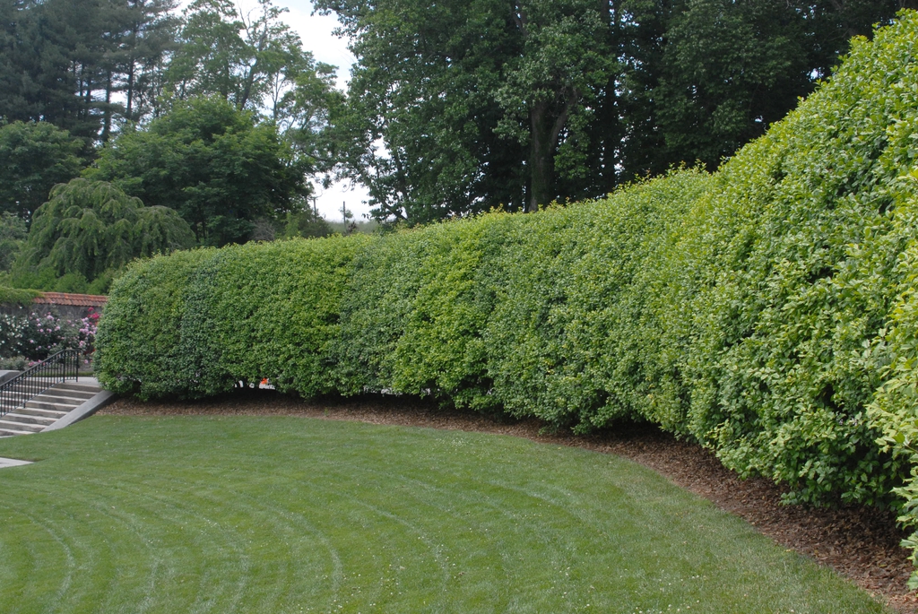 Ilex opaca