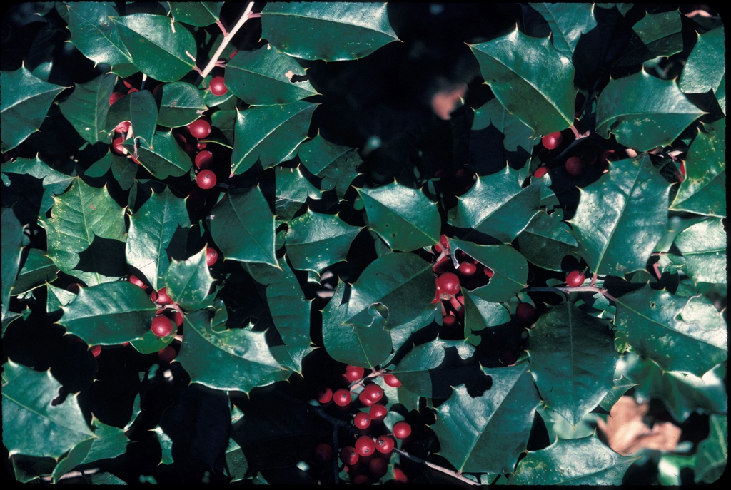 Ilex opaca Fruit and Leaf