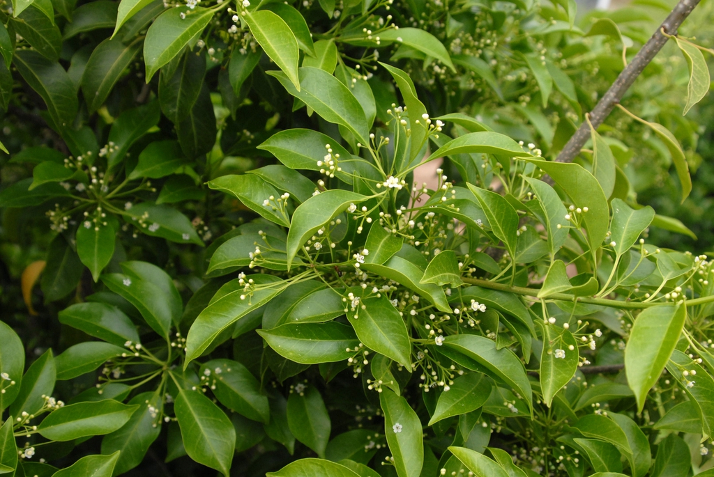 Ilex pedunculosa