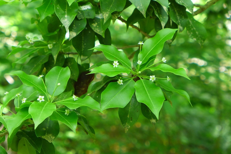 Leafy shoots with tiny solitary white flowers.