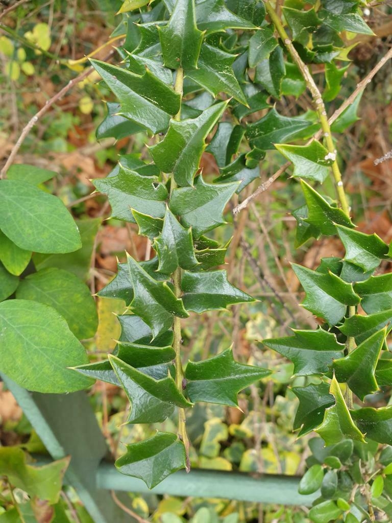 Foliage. Leaves with spiny margins.