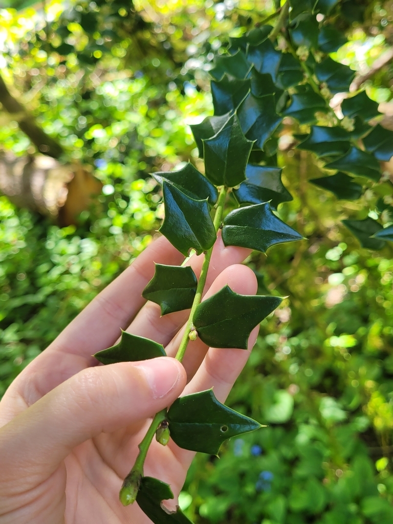 Foliage. Leaves with spiny margins.