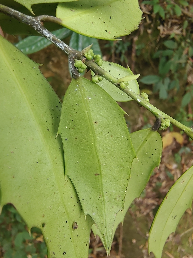 Leaf underside and axillary buds
