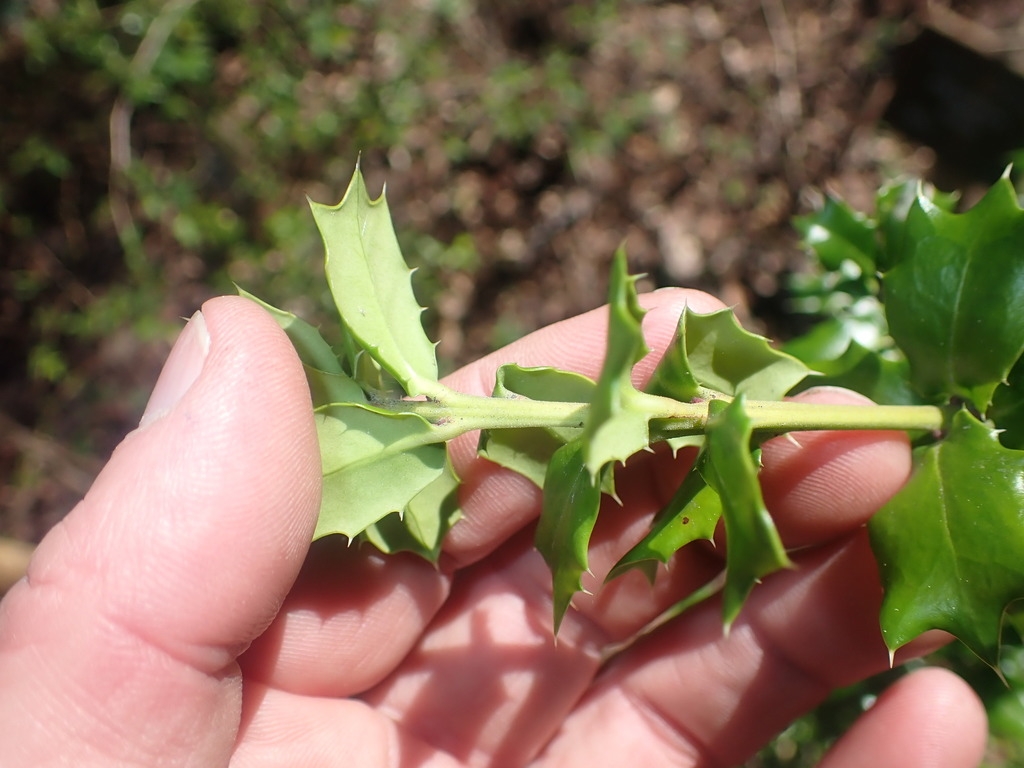 Foliage. Leaves with spiny margins.