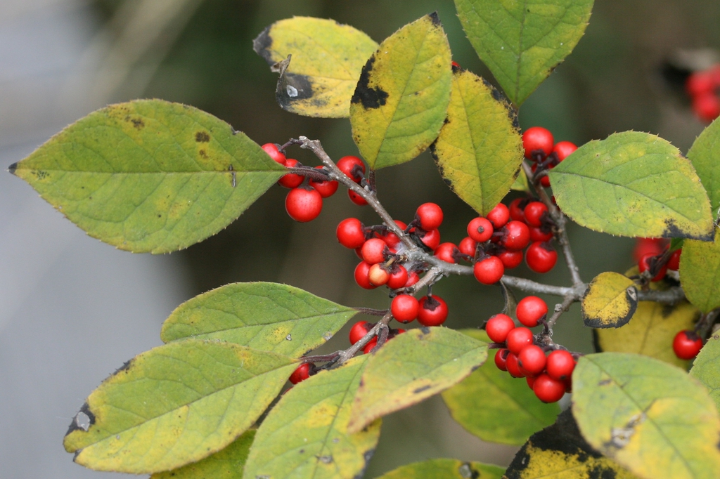 Fruit