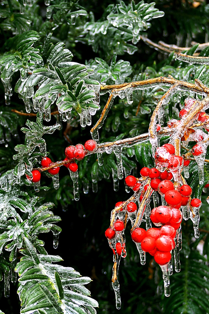 foliage and berries, winter, Catawba County NC
