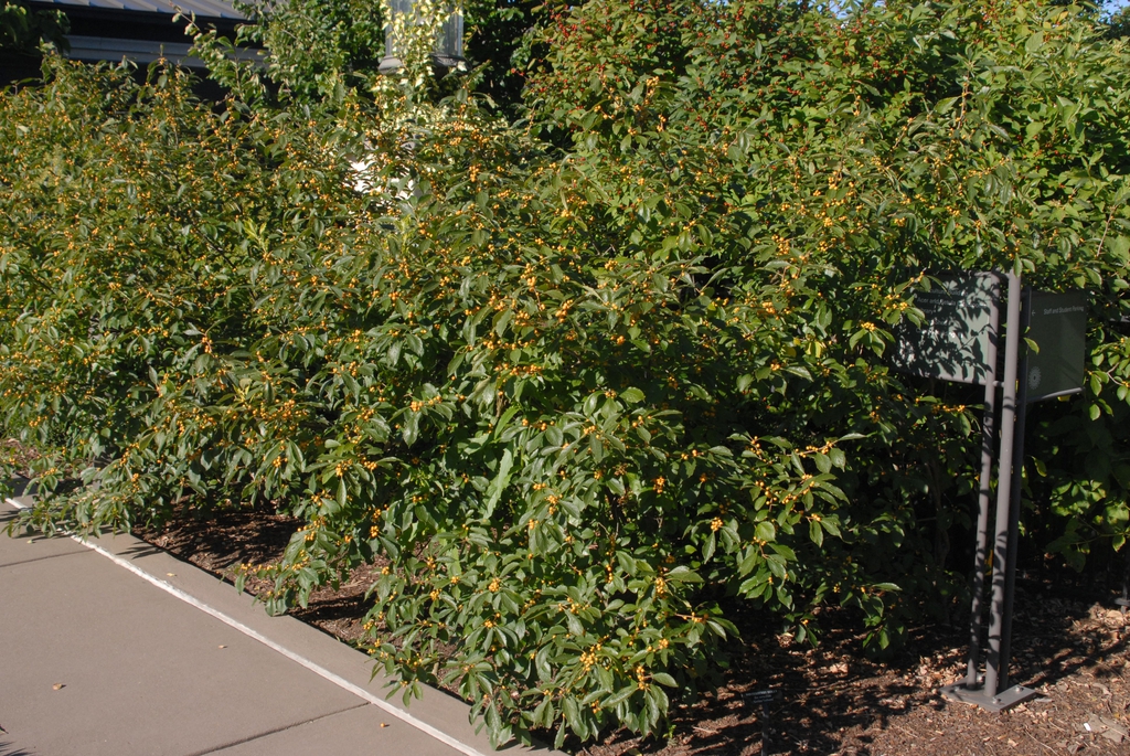 Ilex verticillata