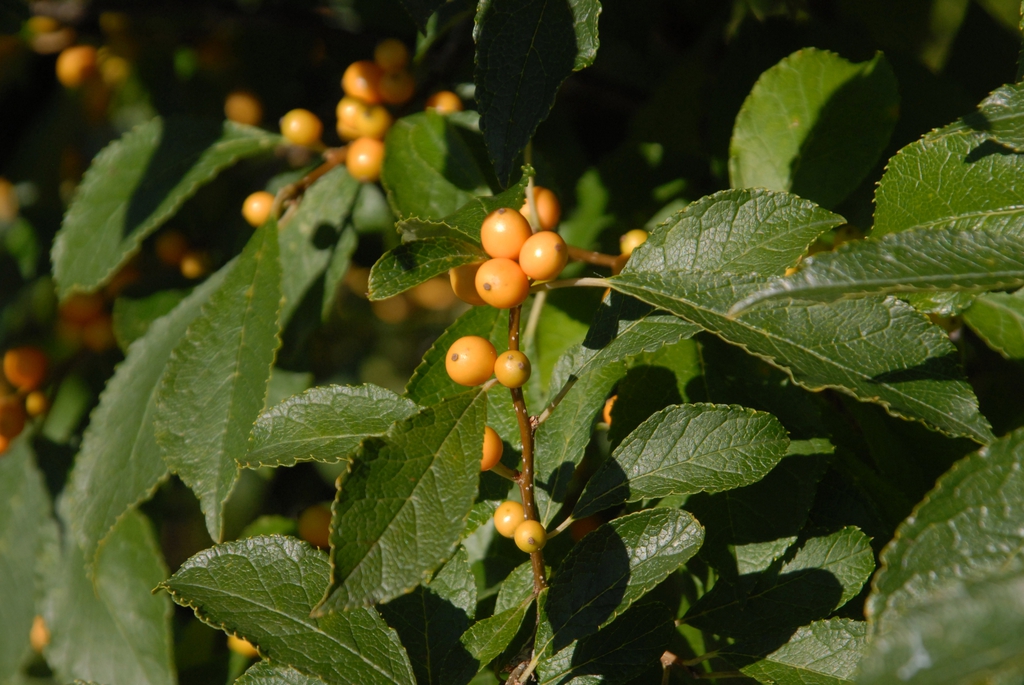 Ilex verticillata