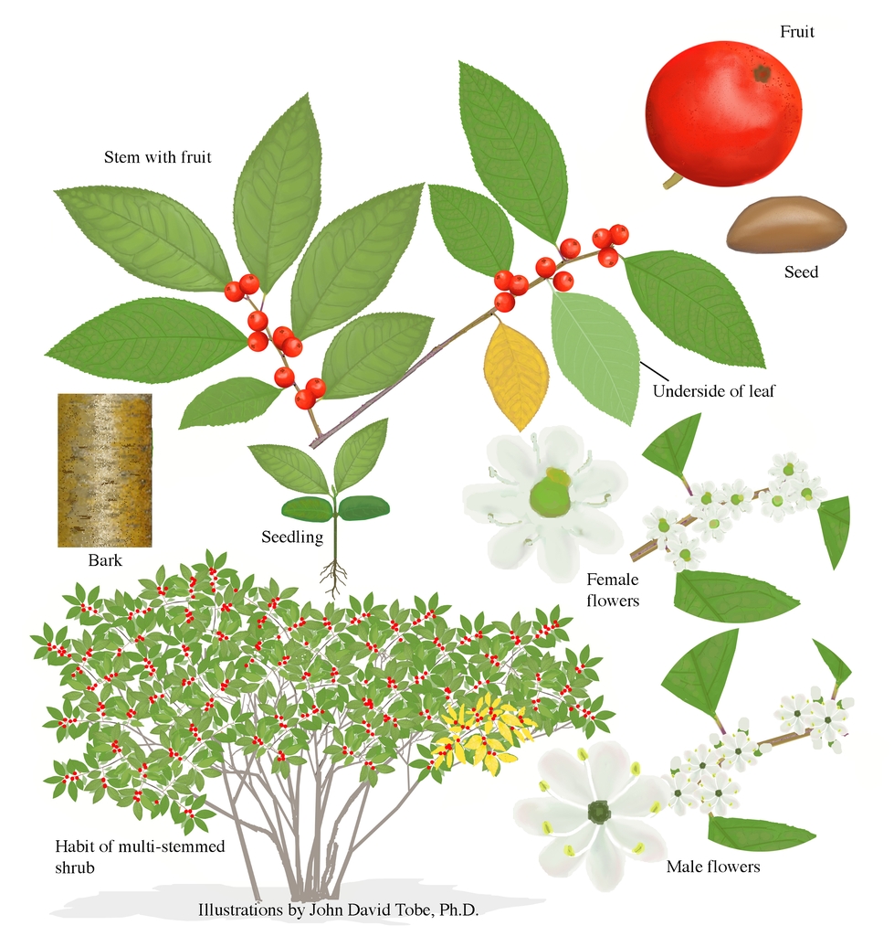 Color illustrations of the technical details of this species.