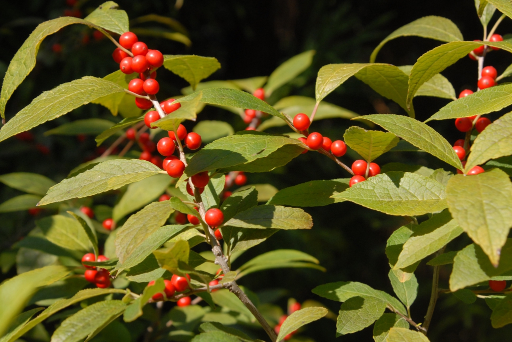 'Jolly Red' Fruit and Leaf