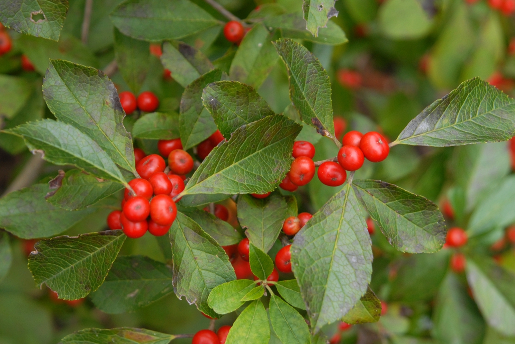 Ilex verticillata
