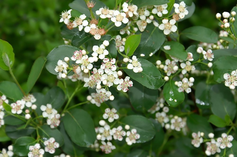 Flowers of 'Red Sprite'