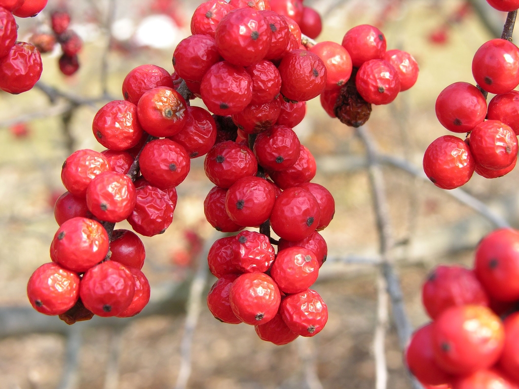 Mature fruits