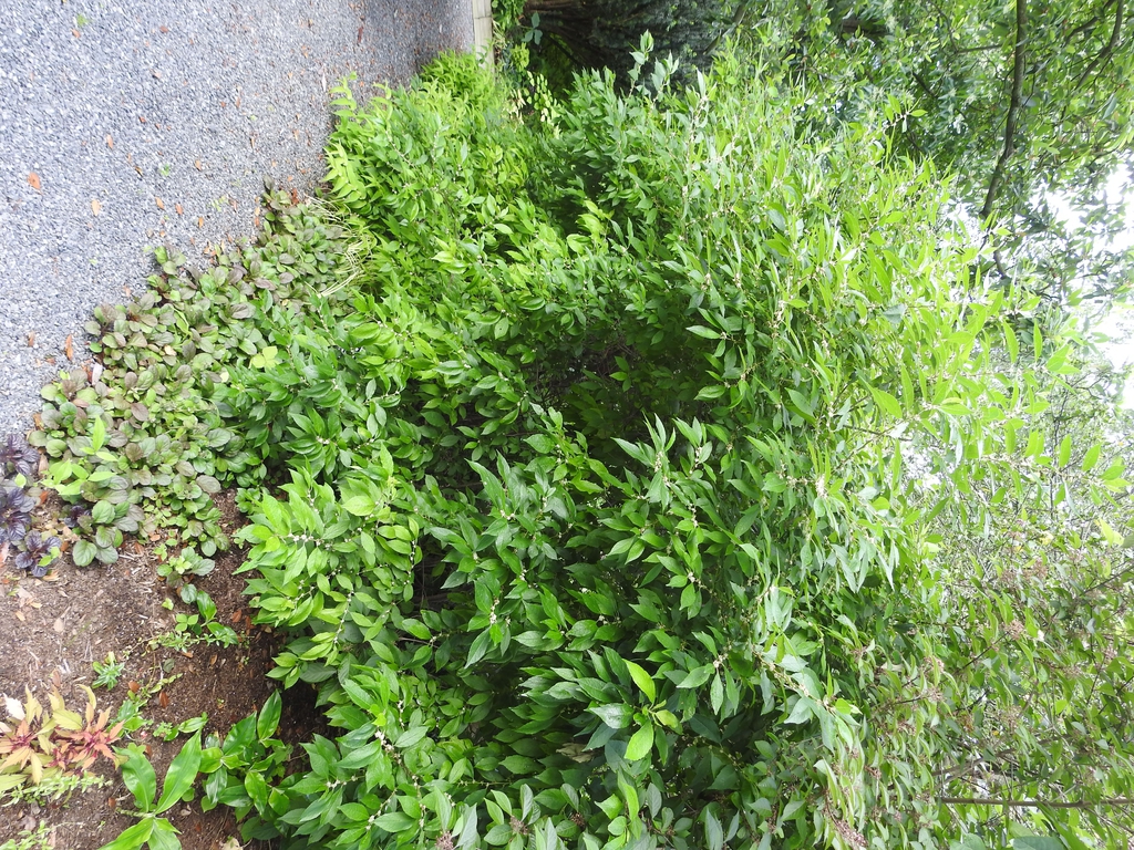 Form