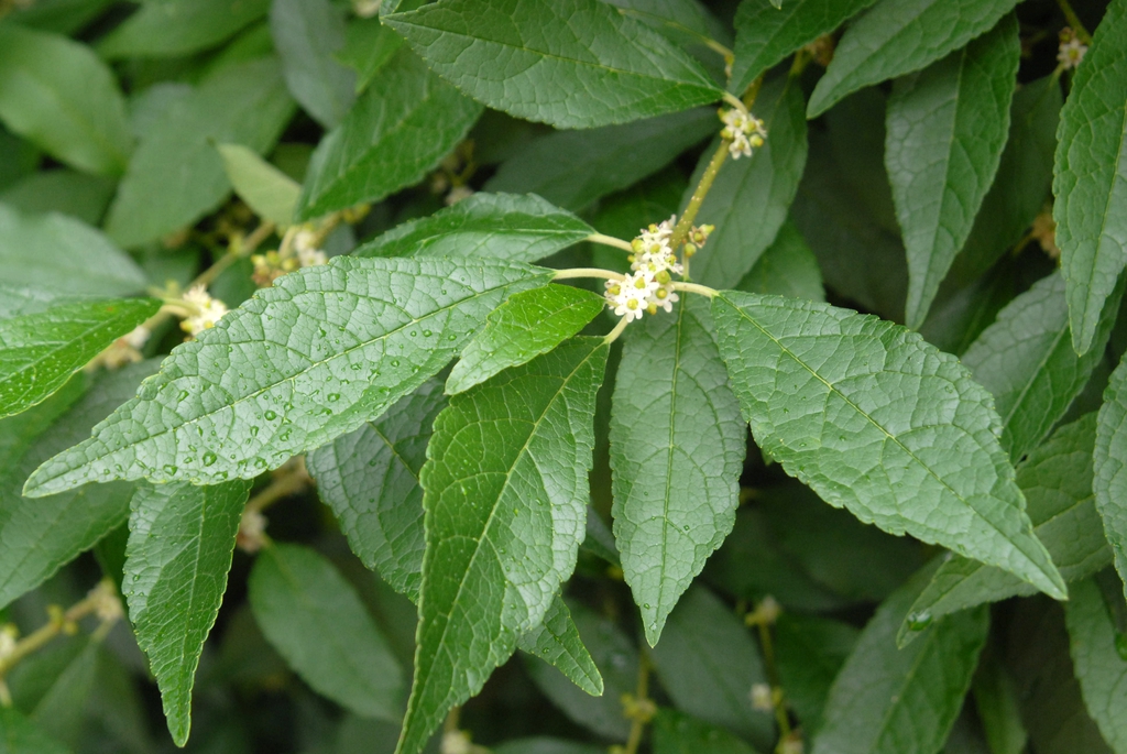 Ilex verticillata