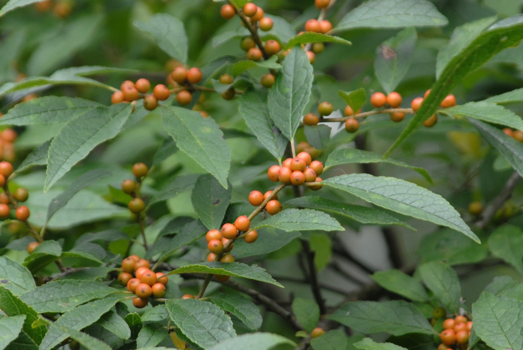 Ilex verticillata 'Winter Gold'