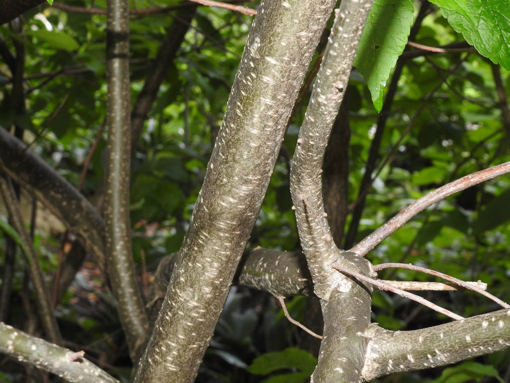 Ilex verticillata 'Winter Gold' bark
