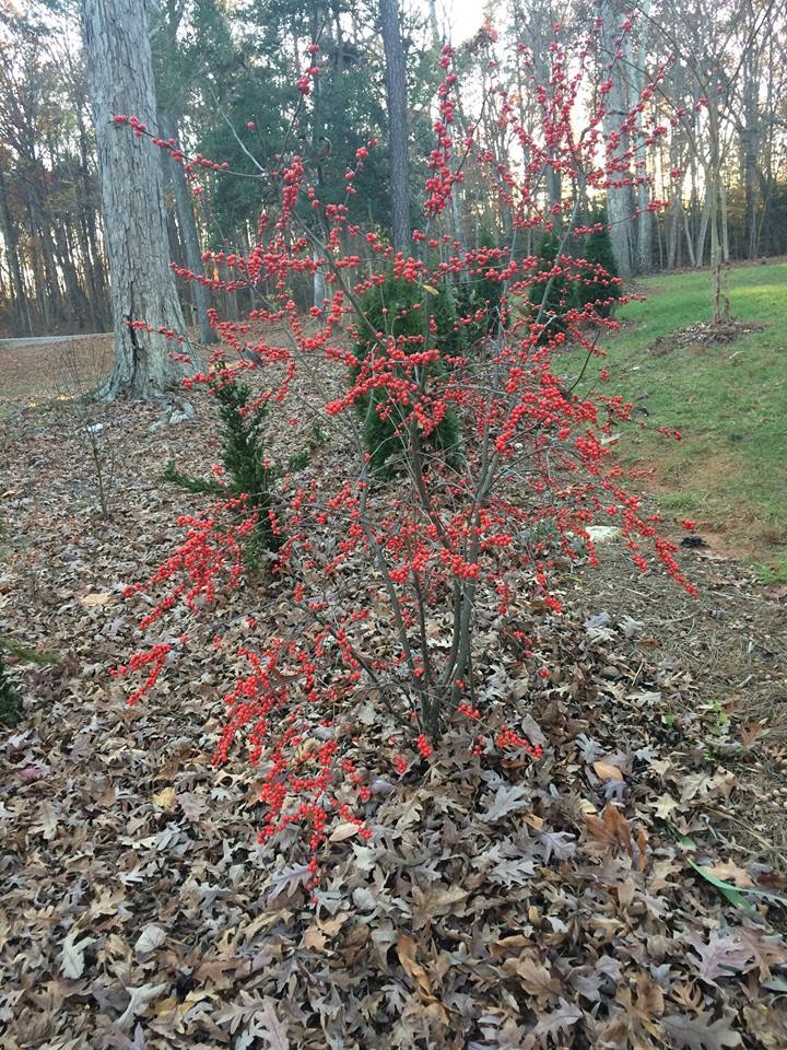 Ilex verticillata