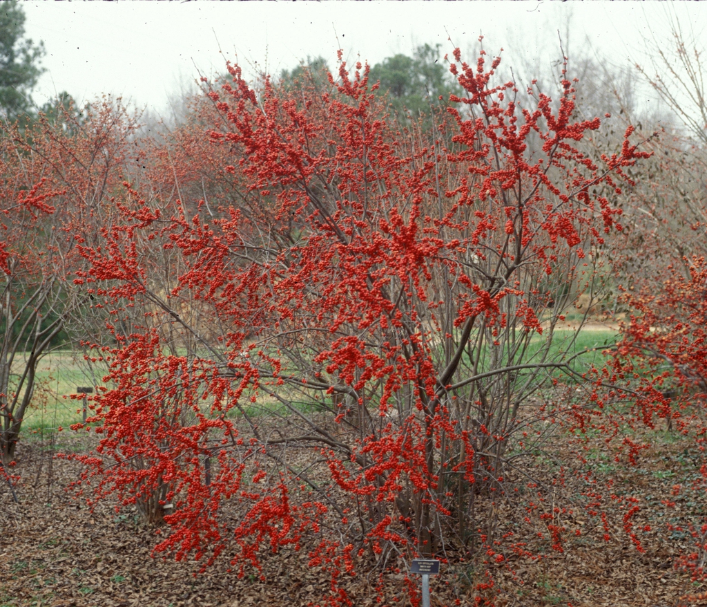 Ilex verticillata 'Winter Red' Form