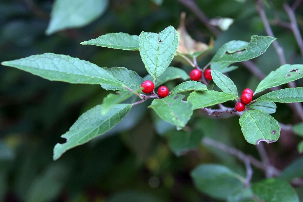Leaves