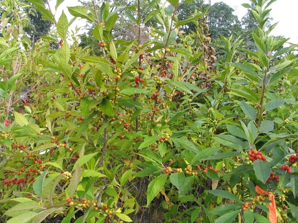 Form