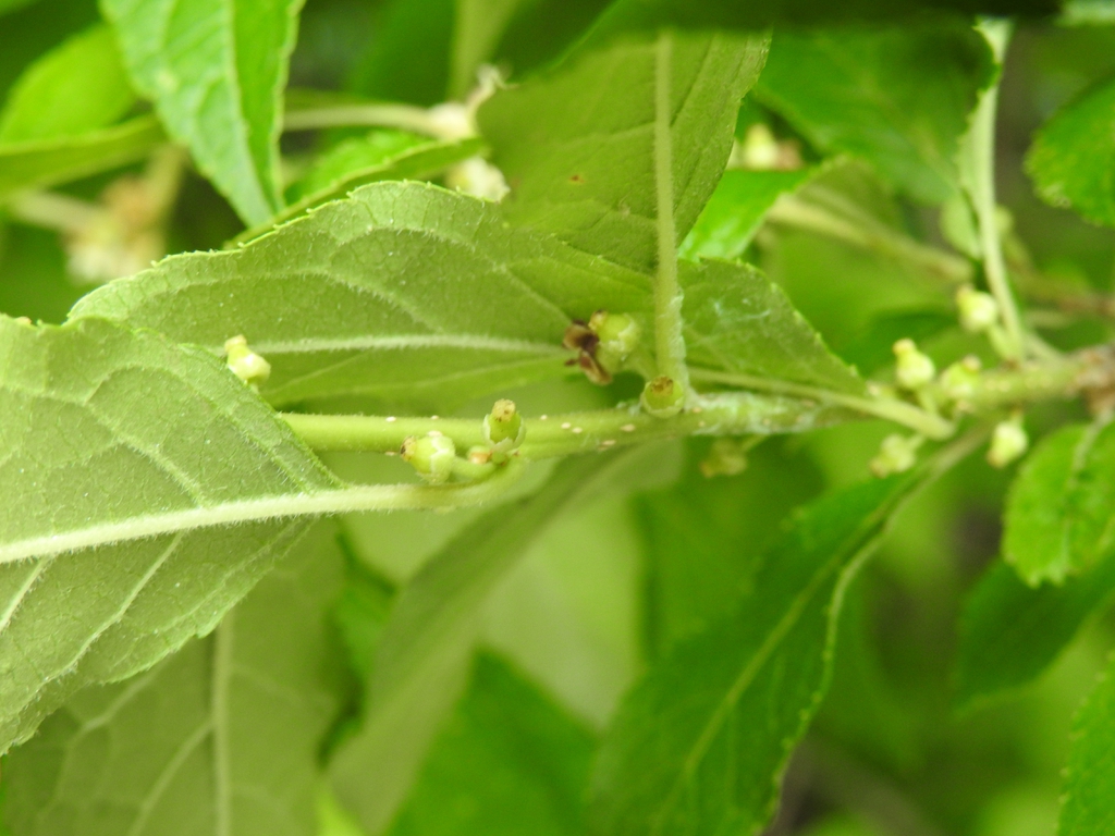Stem