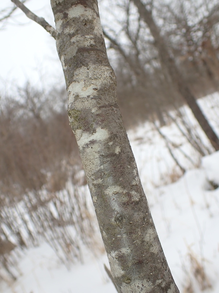 Bark