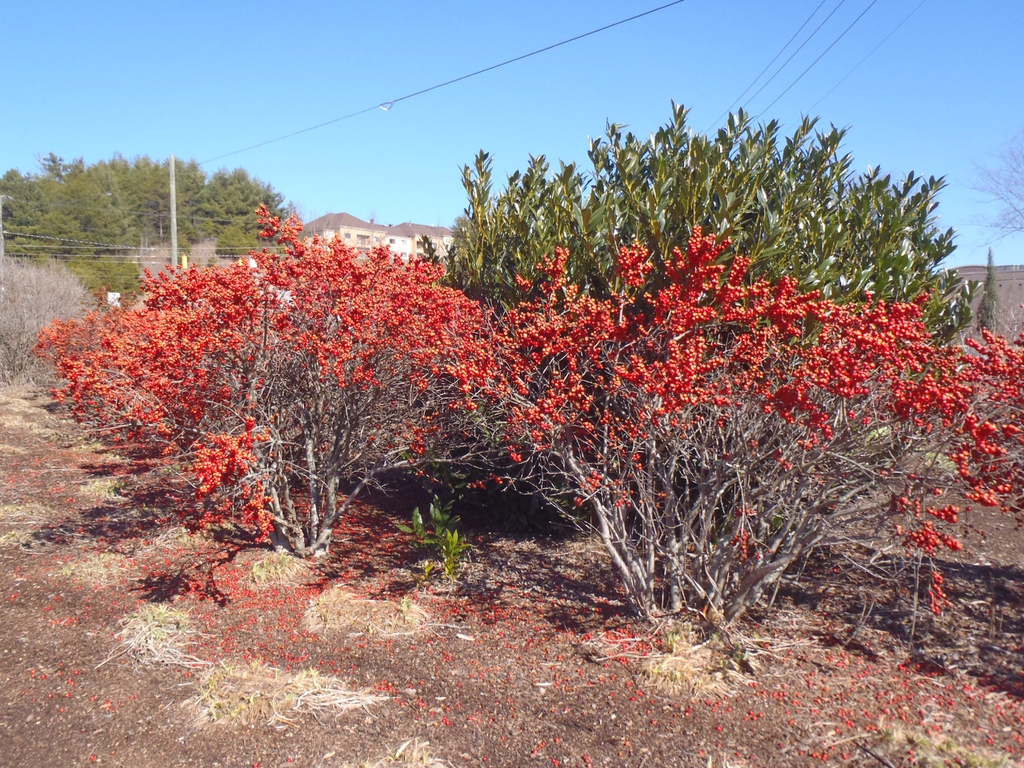 Ilex verticillata