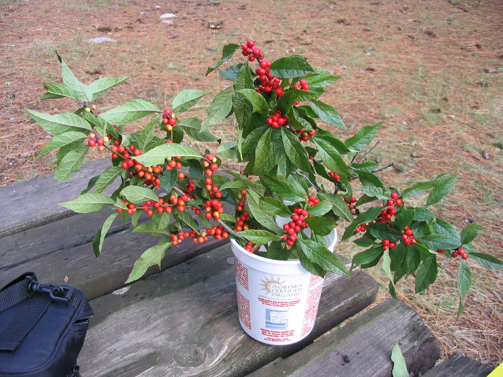 Ilex verticillata in container