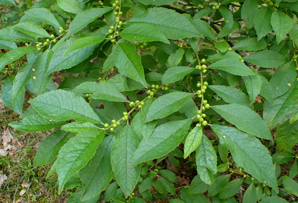 Ilex verticillata leaves and berries