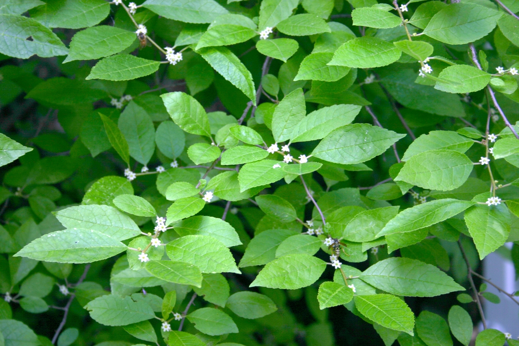 Ilex verticillata leaves and flowers