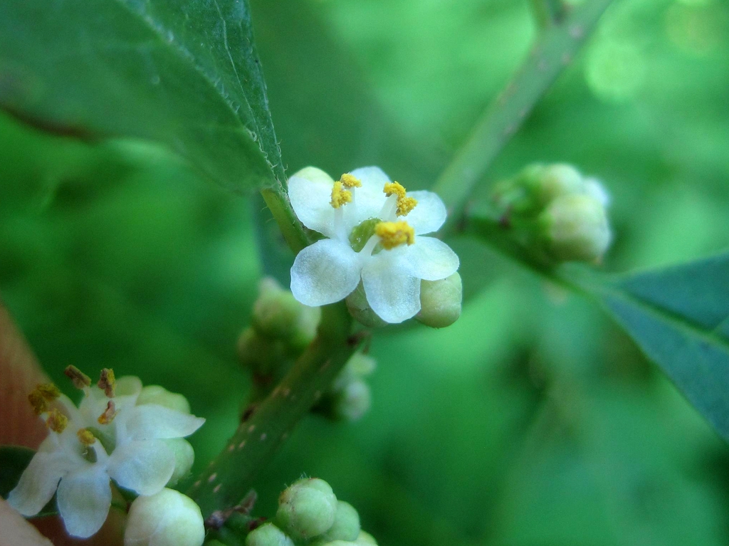 Ilex verticillata male flowers