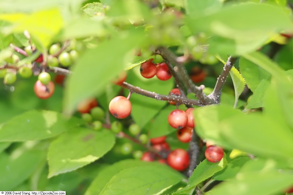 Fruit and leaves of 'Sparkleberry'