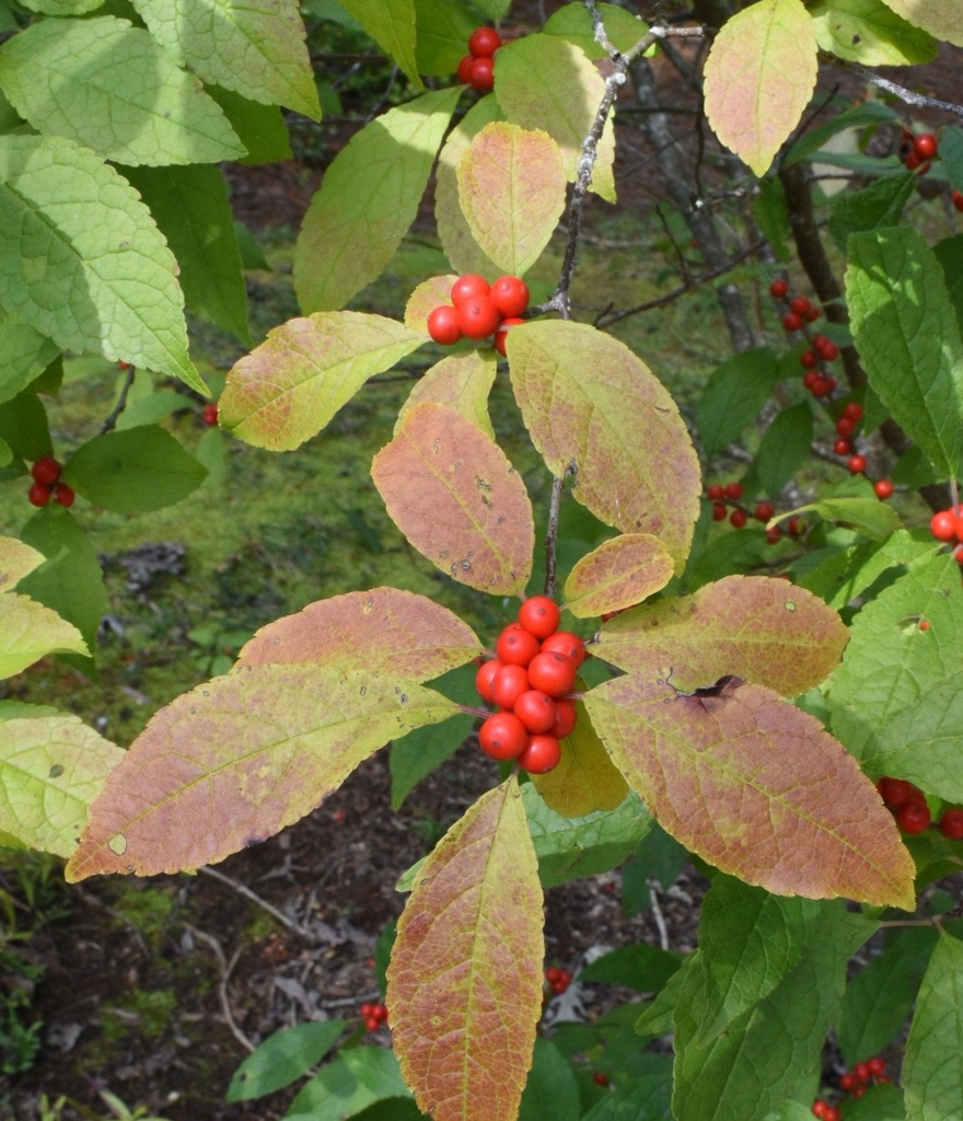 Ilex verticillata