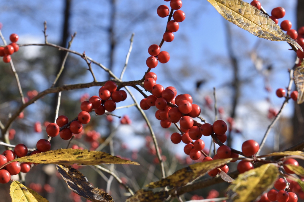 Ilex verticillata