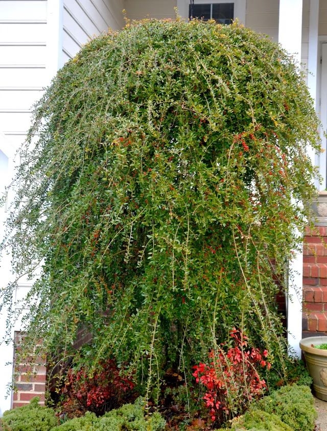 Form of a weeping holly