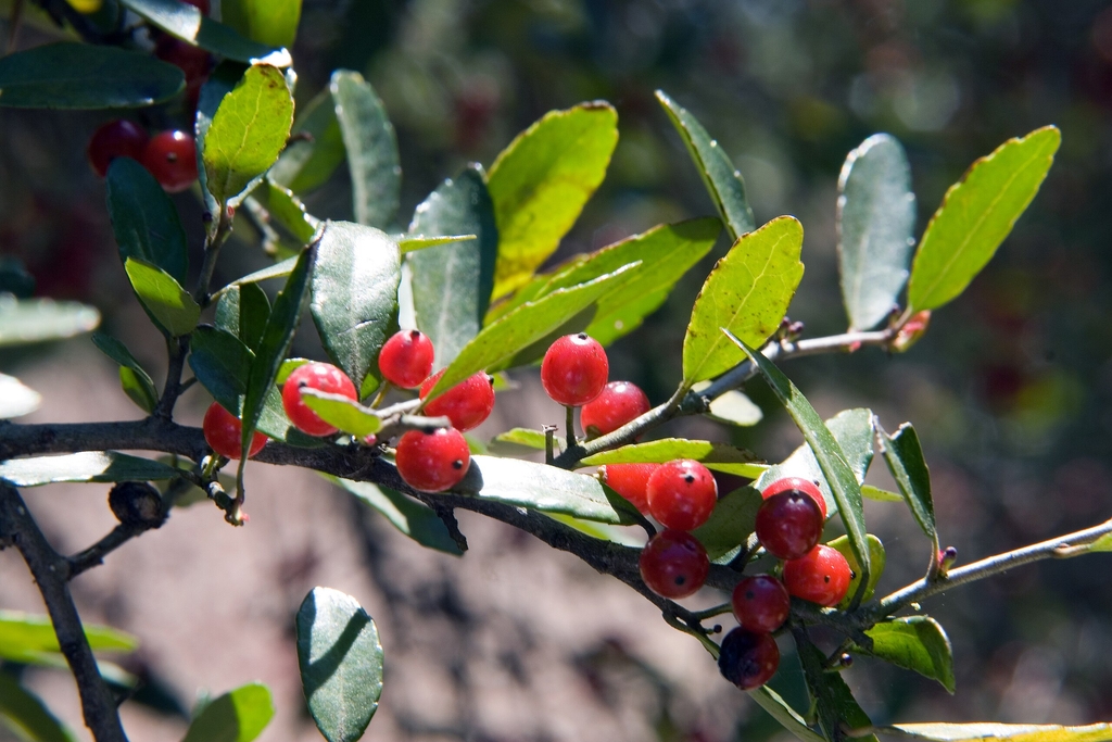 Green leaves and red round fleshy drupes
