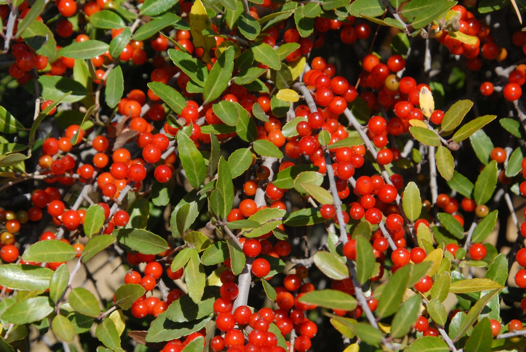 Ilex vomitoria f. Pendula