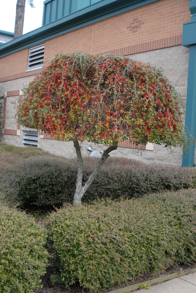 A tree trimmed to a mushroom shape. Weeping branches cut off!